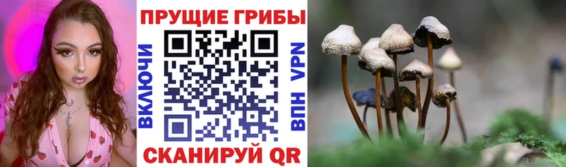 Псилоцибиновые грибы Psilocybine cubensis  Купить закладки  Нарьян-Мар 